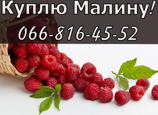На постійній основі здійснюється закупівля малини- фото № 1
