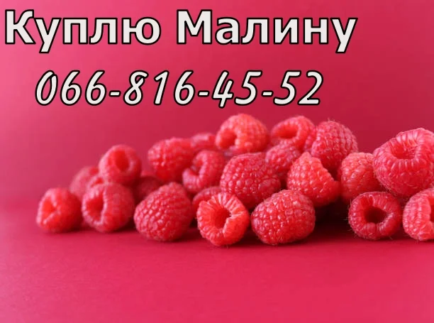 Завод закупает малину в неограниченном количестве!Высокая цена- фото № 1