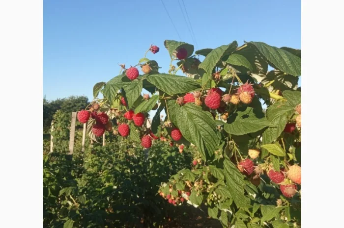 Продается свежая малина - ЭКО-стандарт- фото № 3