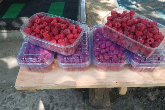 Продается свежая малина - ЭКО-стандарт- фото № 2
