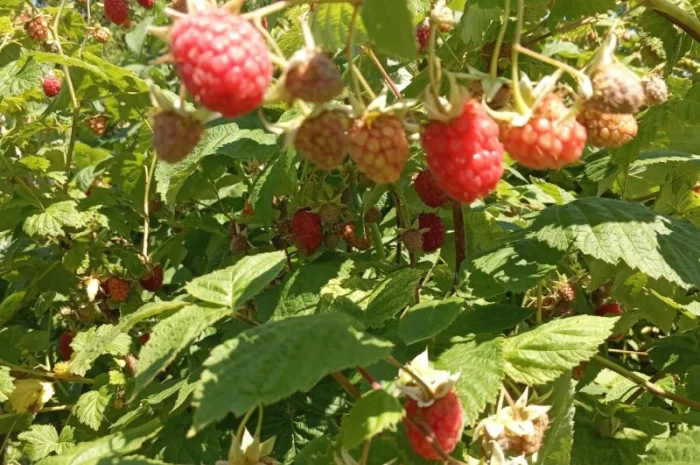 Продается свежая малина - ЭКО-стандарт- фото № 4