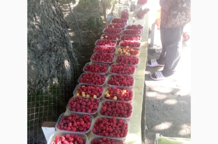Продается свежая малина - ЭКО-стандарт- фото № 1
