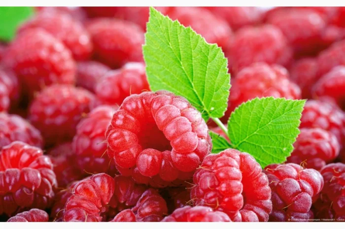 Закупаем малину оптом- фото № 1