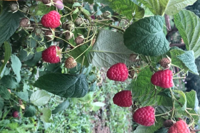Купляємо малину оптом- фото № 1