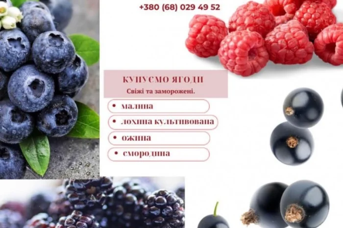 Куплю малину и ягоди оптом- фото № 1