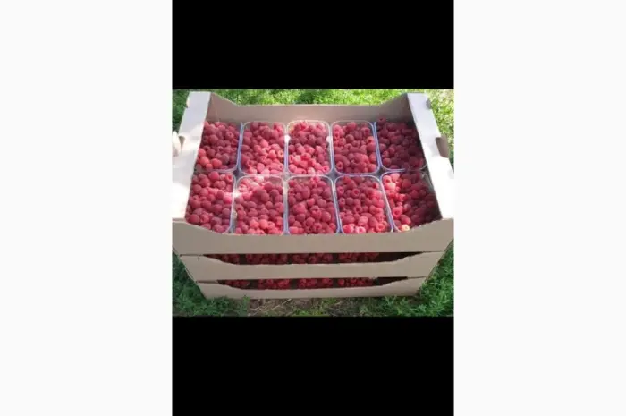 Продам малину Полана- фото № 1