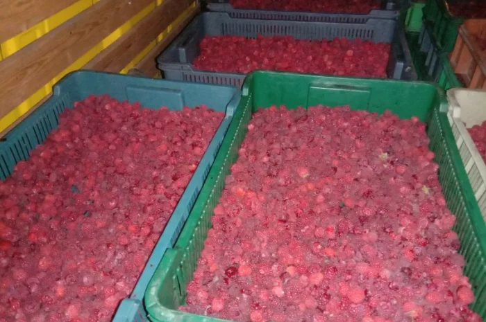 Куплю малину оптом- фото № 1