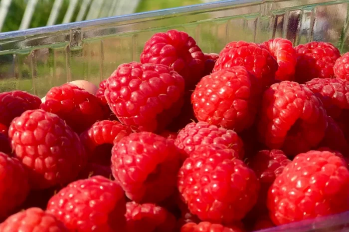 Покупаем малину- фото № 1