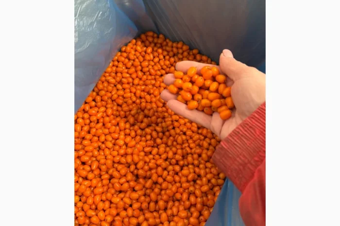 Продам Заморожену Ягоду Обліпихи- фото № 3