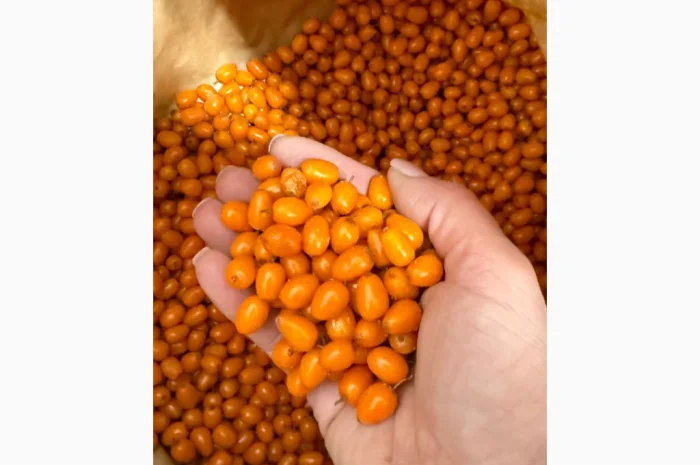 Продам Заморожену Ягоду Обліпихи- фото № 5