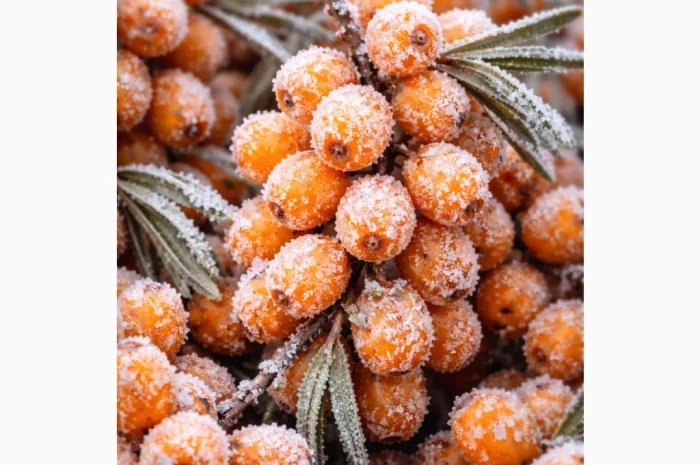 Куплю заморожену обліпиху- фото № 1