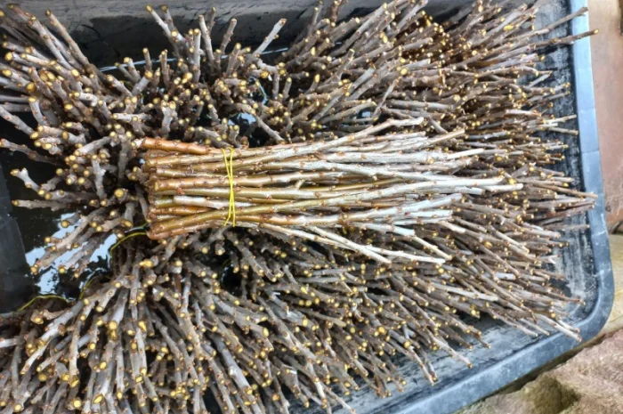 Продам череки обліпихи- фото № 1