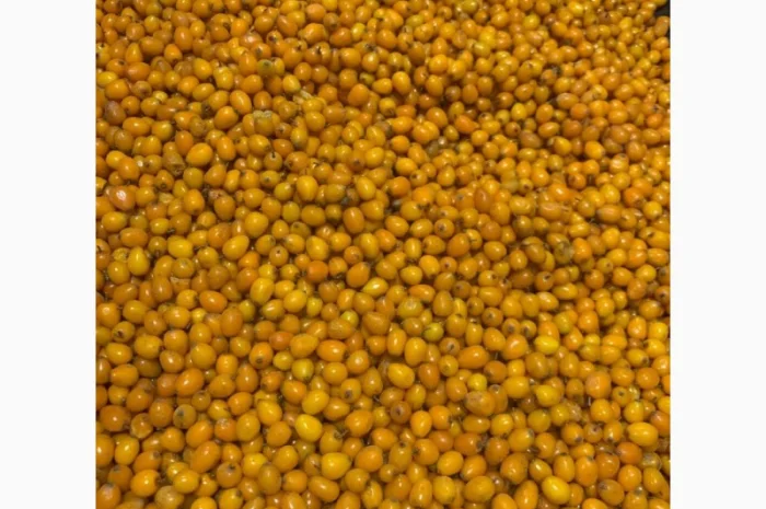 Продам обліпиху заморожену- фото № 2