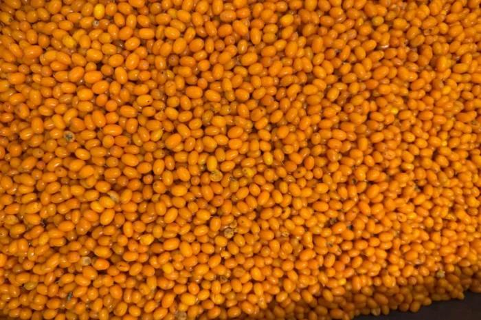 Продам заморожену обліпиху оптом- фото № 1