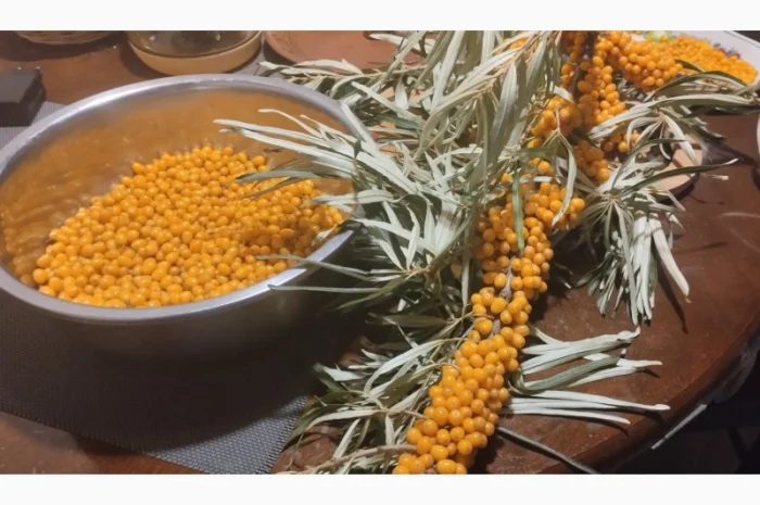 Обліпиха заморожена- фото № 1