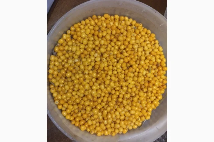 Обліпиха заморожена- фото № 2