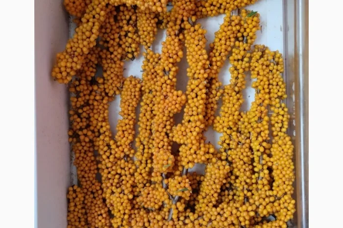 Обліпиха заморожена- фото № 4