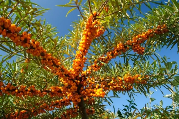 Куплю обліпиху свіжу на гілочках- фото № 1