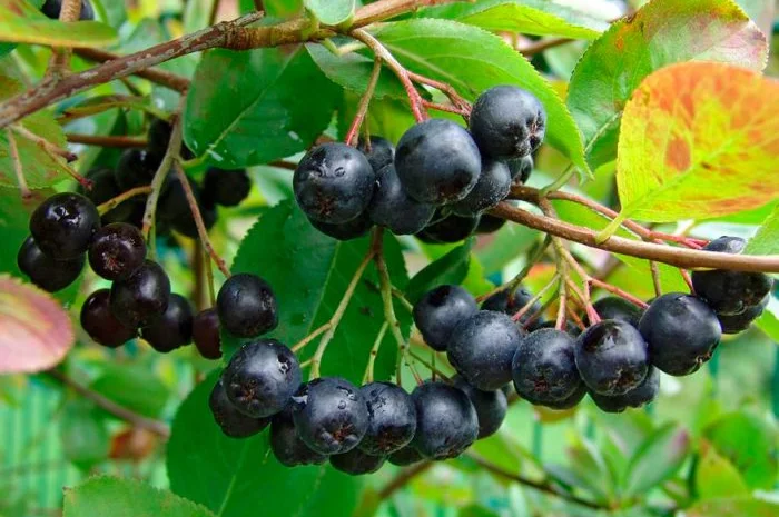 Куплю свіжу та морожену горобину- фото № 1