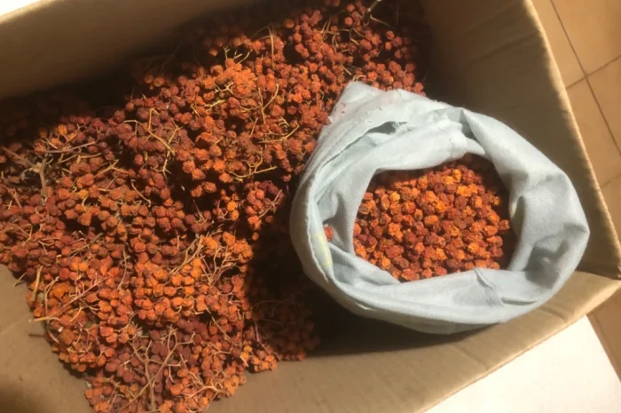 Продам горобину червону- фото № 1