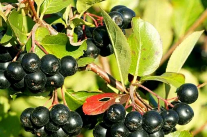 Куплю аронію- фото № 1