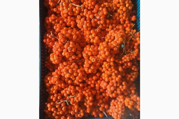 Куплю горобину- фото № 1