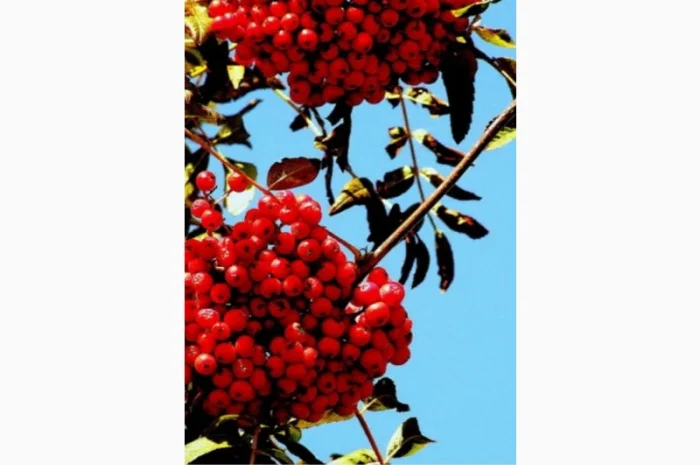 ЗАКУПАЕМ СУХИЕ ягоды красной рябины- фото № 1