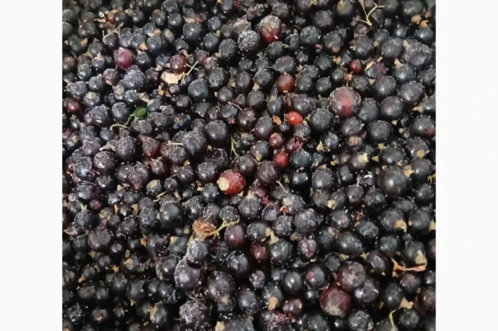 Продам замороженную смородину Б-класс- фото № 2