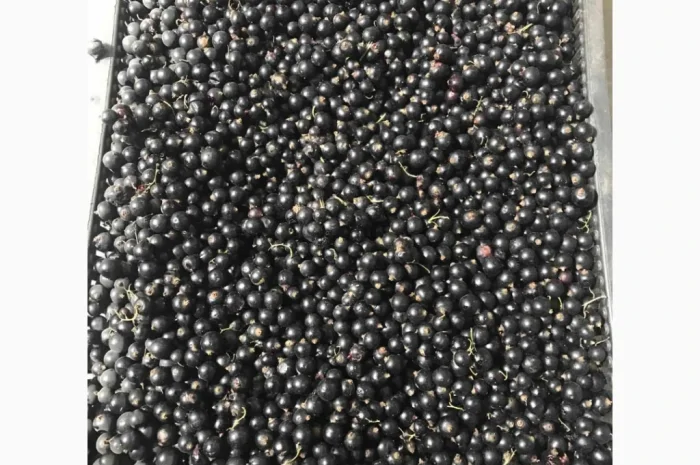 Продам заморожену чорну смородину- фото № 1
