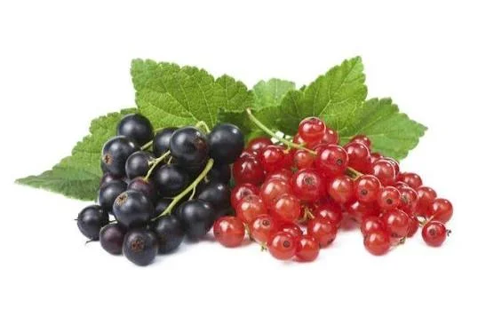 Куплю заморожену поричку і смородину звичайну і органічну- фото № 1