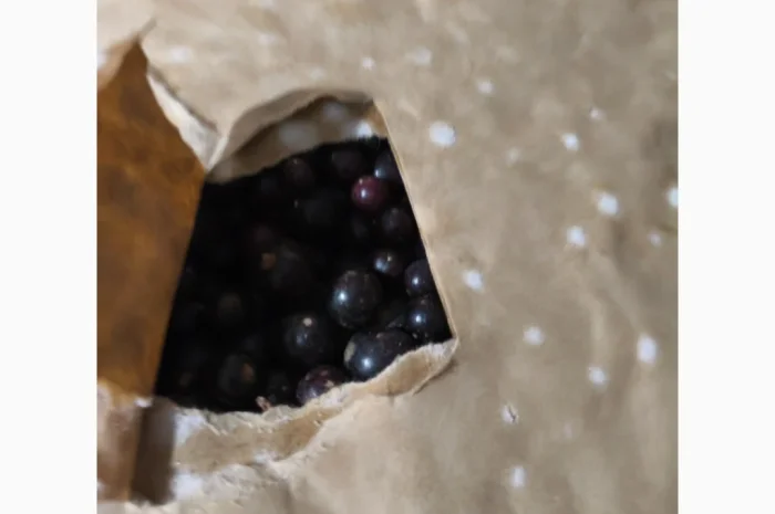 Продам чорну смородину шокової заморозки 2025 р.в- фото № 3