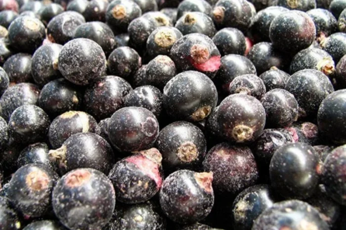 Продам смородину чёрную замороженную- фото № 1