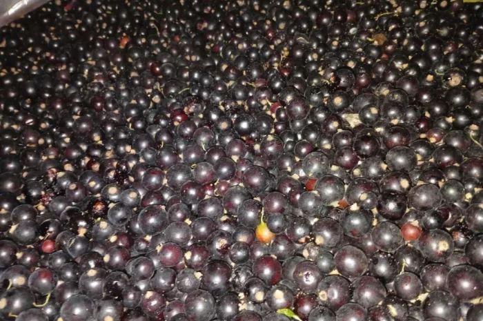 Смородина заморожена- фото № 1