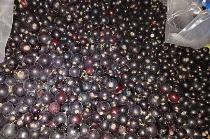 Смородина заморожена- фото № 2
