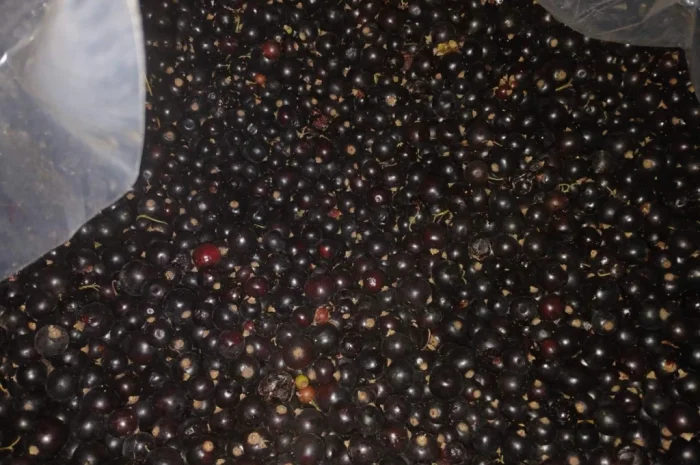 Смородина заморожена- фото № 3