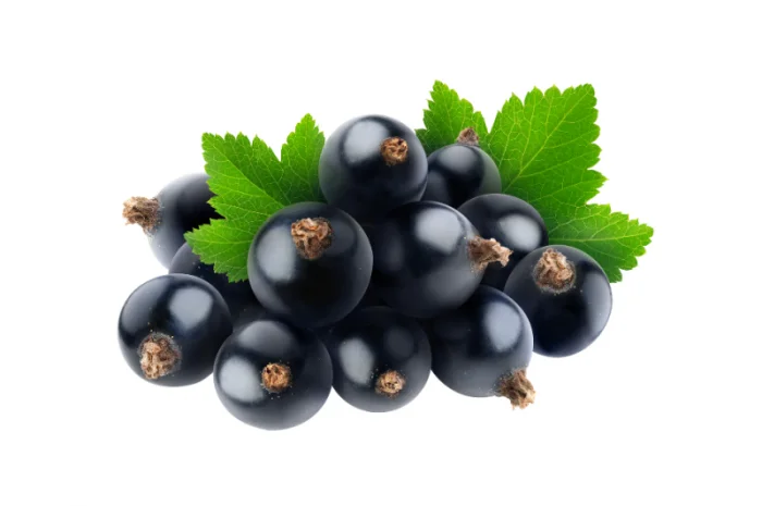 Чорна смородина- фото № 1