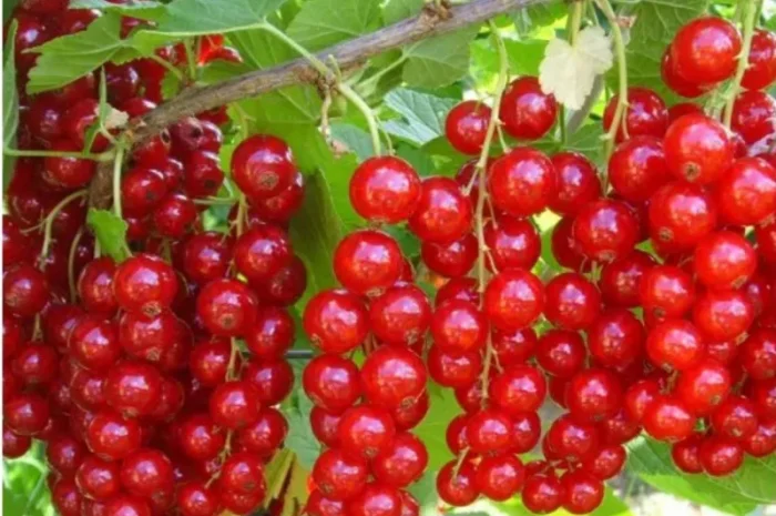 Куплю свіжу порічку- фото № 1