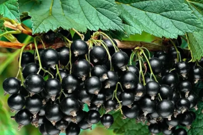 Куплю свіжу смородину- фото № 1