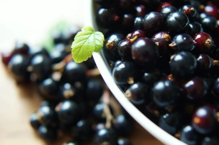 Куплю смородину від населення- фото № 1