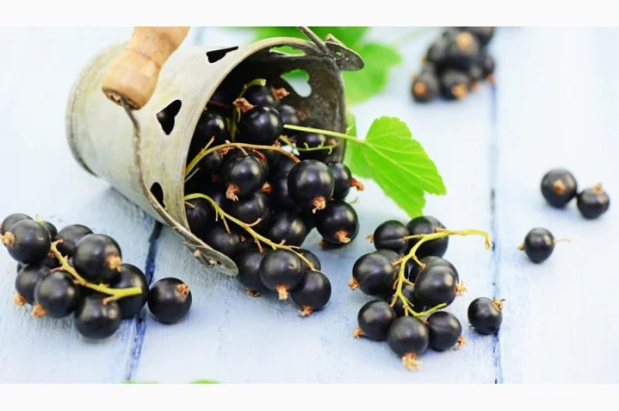 Закуповую оптом смородину- фото № 1