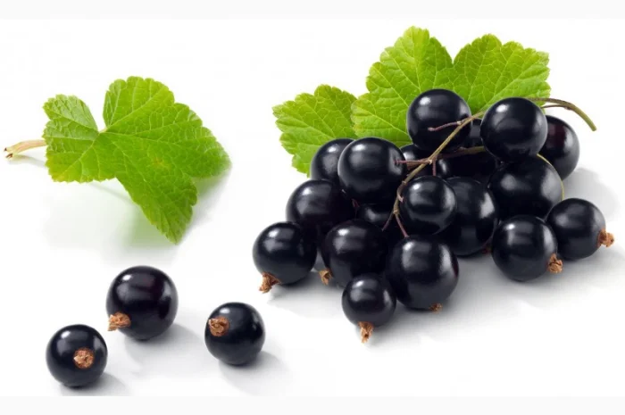 Купуємо смородину за високими цінами від населення- фото № 1