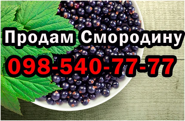 Пропонується смородина, сезон збору 2025- фото № 1