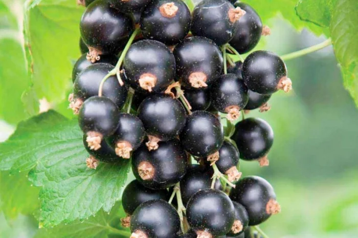 Закуповуємо чорну смородину- фото № 1