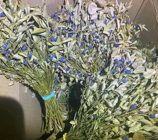 Сушена чорниця- фото № 2