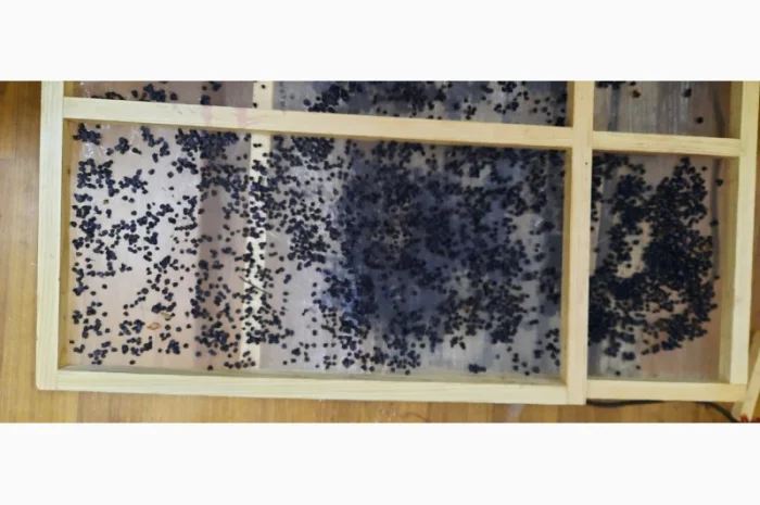 Сушена чорниця – якісний продукт від 650 грн/кг- фото № 3