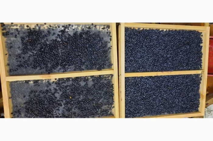 Сушена чорниця – якісний продукт від 650 грн/кг- фото № 4