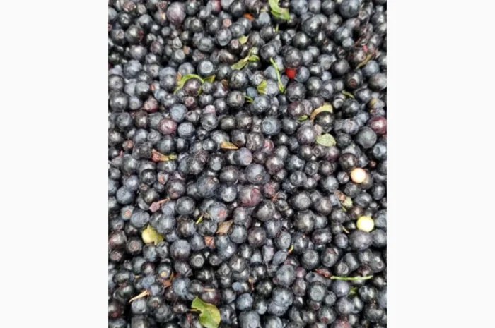 Куплю чорницю заморожену- фото № 1