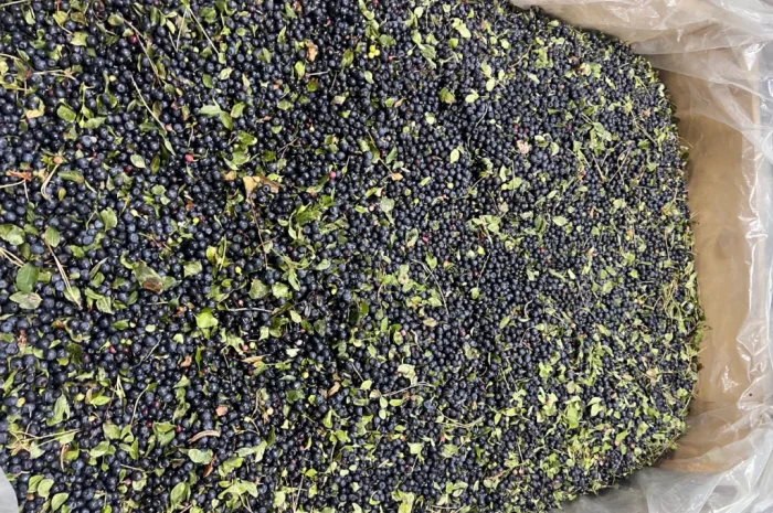 Продается черника урожая 2025 года- фото № 1