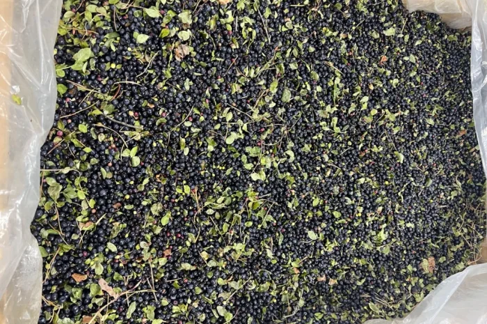 Продается черника урожая 2025 года- фото № 2