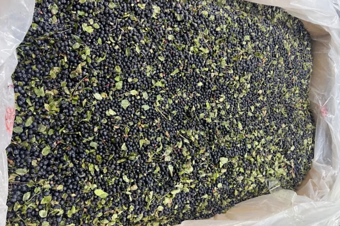 Продается черника урожая 2025 года- фото № 3